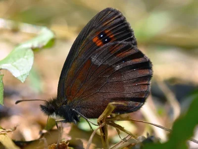 Erebia aethiops
