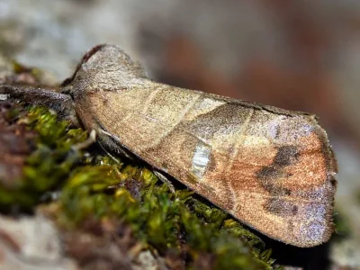 Clostera anastomosis