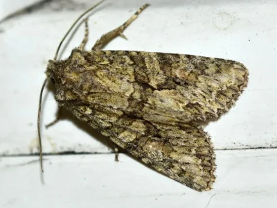 Dryobotodes (Dryobotodes) eremita