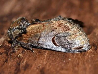 Notodonta ziczac