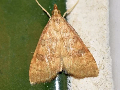 Udea fulvalis