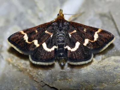 Pyrausta nigrata