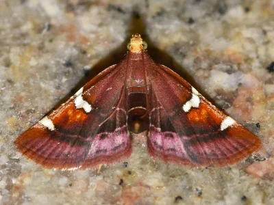 Pyralis cardinalis