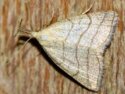 Polypogon tentacularia