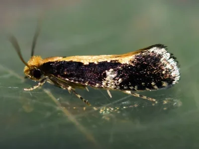 Monopis obviella