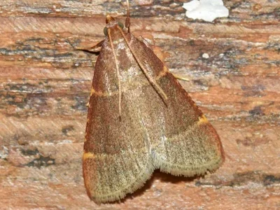 Hypsopygia glaucinalis