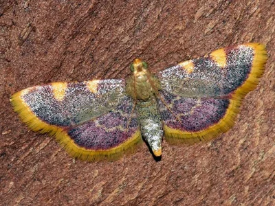Hypsopygia costalis