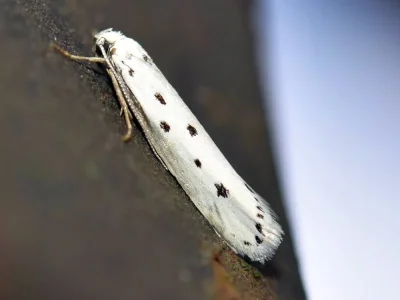 Ethmia terminella