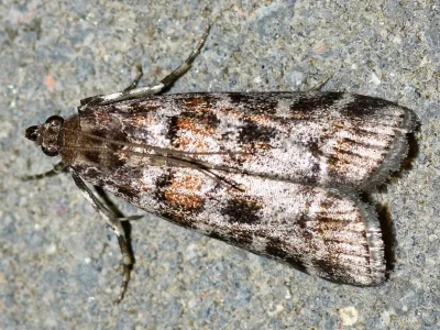 Dioryctria sylvestrella