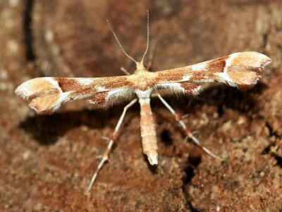 Cnaemidophorus rhododactyla