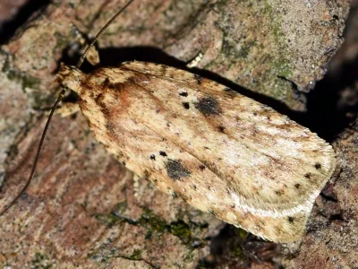 Agonopterix arenella