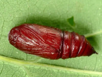 Cymatophorina diluta