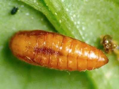 Chrysoesthia sexguttella