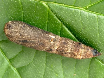 Ourapteryx sambucaria