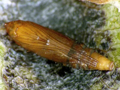 Cameraria ohridella