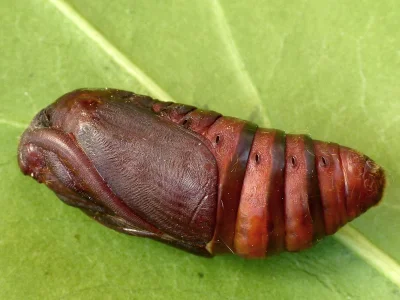 Lasiocampa (Lasiocampa) quercus