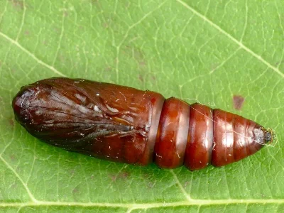 Acronicta (A.) leporina