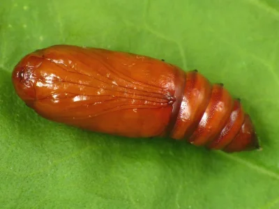 Agrotis (A.) exclamationis