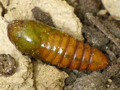 Anarta (Calocestra) trifolii
