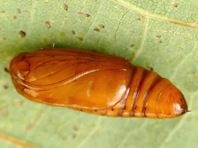 Caradrina (C.) morpheus