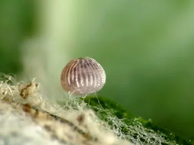 Caradrina (C.) morpheus