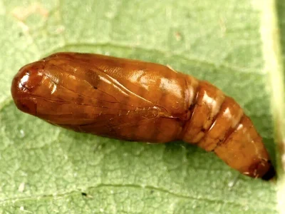 Cryphia (Euthales) algae