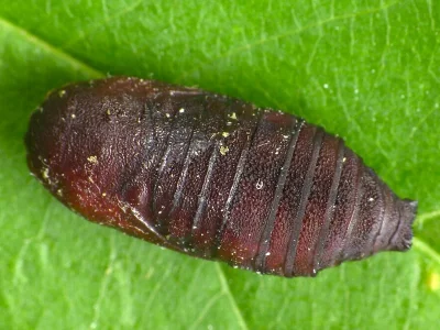 Diloba caeruleocephala