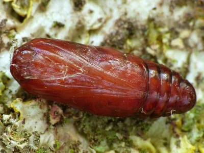 Eilema (Eilema) caniola