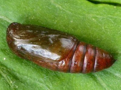 Eucarta virgo