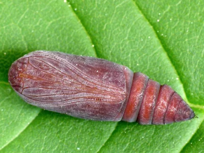 Euclidia (E.) glyphica