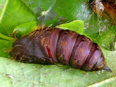 Lymantria (Porthetria) dispar