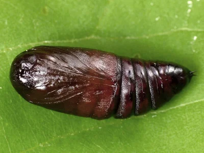 Orthosia (Monima) cerasi