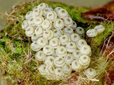 Orthosia (Monima) cerasi