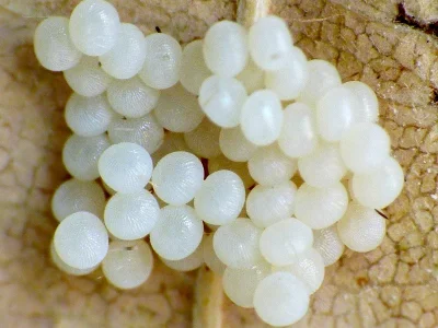 Orthosia (Monima) cruda