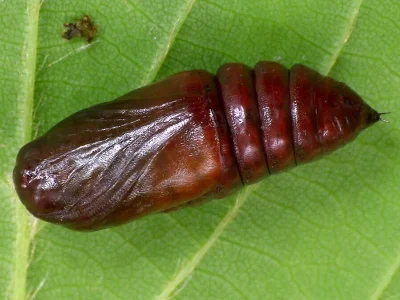 Orthosia (Semiophora) gothica