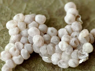 Orthosia (Monima) populeti