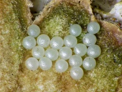 Eilema (Wittia) sororcula