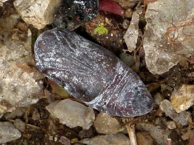 Parnassius (P.) apollo