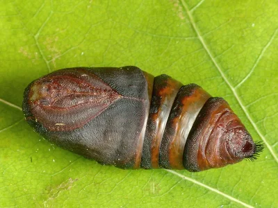 Saturnia (Eudia) pavoniella