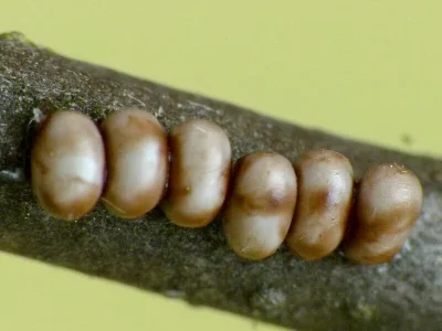 Saturnia (Eudia) pavoniella