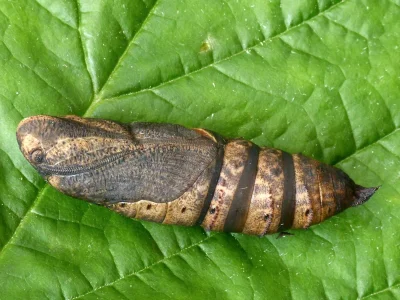 Deilephila porcellus