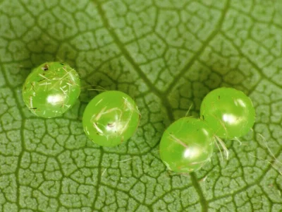 Deilephila porcellus