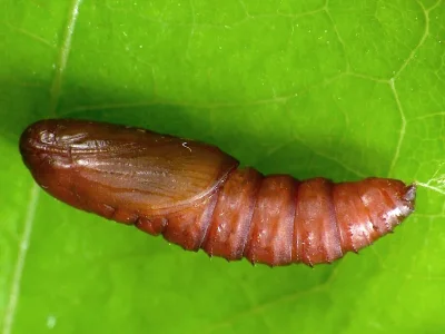 Aleimma loeflingiana