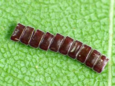 Ennomos (Deuteronomos) erosaria