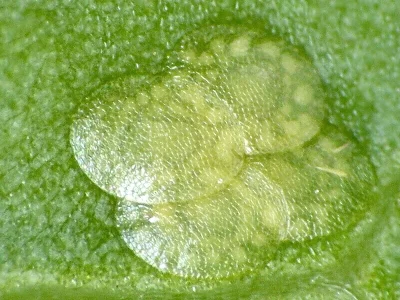 Evergestis pallidata