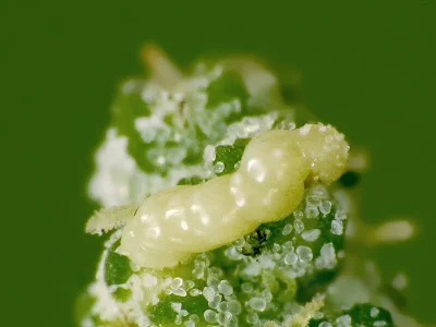 Loxostege sticticalis