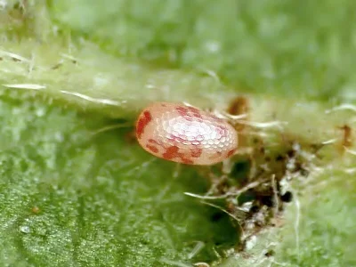 Cyclophora (C.) annularia