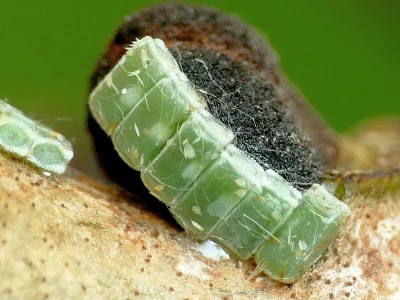 Ennomos (Deuteronomos) fuscantaria