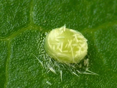 Hemistola chrysoprasaria