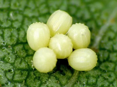 Ourapteryx sambucaria